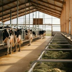 Modern_Dairy_Barn_Interior_Design_Creating_Efficient,_Comfortable